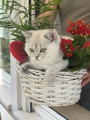 BKH Kurzhaar Jungtier - Katze