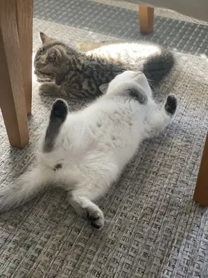 BKH Kurzhaar Jungtier - Katze