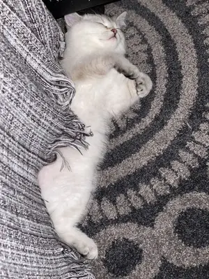 BKH Kurzhaar Jungtier - Katze