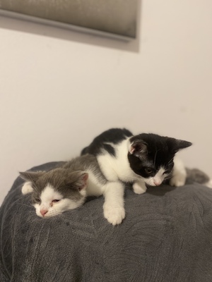 BKH Oreo, BKH Hauskatze Jungtier - Katze