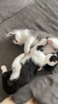 BKH Oreo, BKH Hauskatze Jungtier - Katze