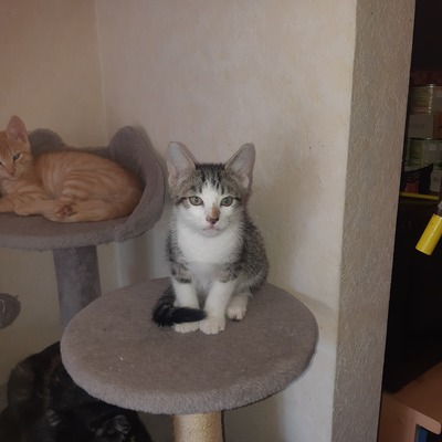BKH und EKH Jungtier - Katze