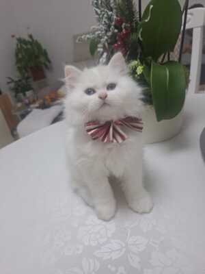 BLH Jungtier - Kater