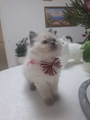 BLH Jungtier - Kater