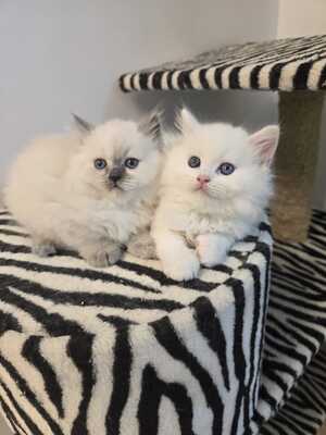 BLH Jungtier - Kater