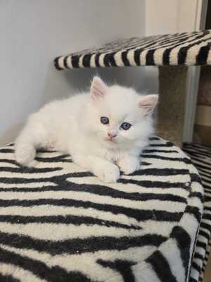 BLH Jungtier - Kater