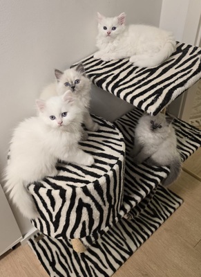 BLH Jungtier - Kater