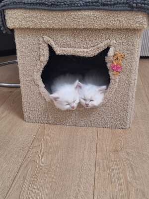 BLH Jungtier - Kater