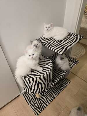 BLH Jungtier - Kater