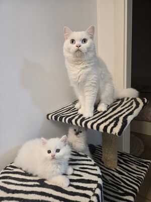 BLH Jungtier - Kater