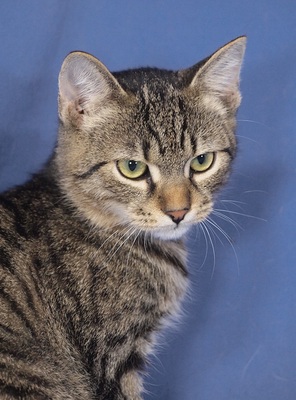 BONIFAC - R E S E R V I E R T !!!!! sehr freundlich und anhänglich, lebhaft, verspielt, verschmust, hundeverträglich, Mischling - Kater