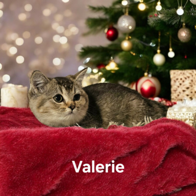 BRITISCH KURZHAAR Jungtier - Katze