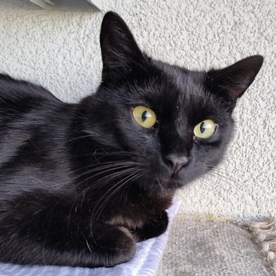 BUBU, europäische kurzhaar Jungtier - Katze