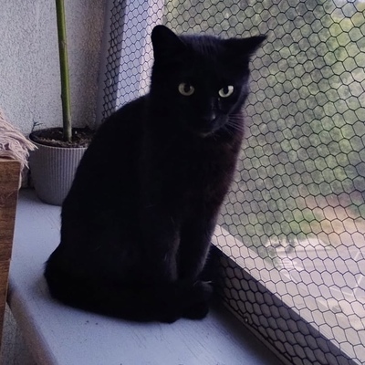 BUBU, europäische kurzhaar Jungtier - Katze