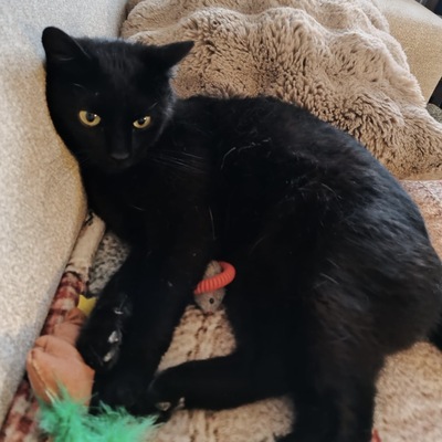 BUBU, europäische kurzhaar Jungtier - Katze