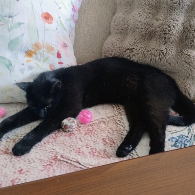 BUBU, europäische kurzhaar Jungtier - Katze
