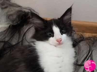 Babinkas Igor, Norwegische Waldkatze Jungtier - Kater