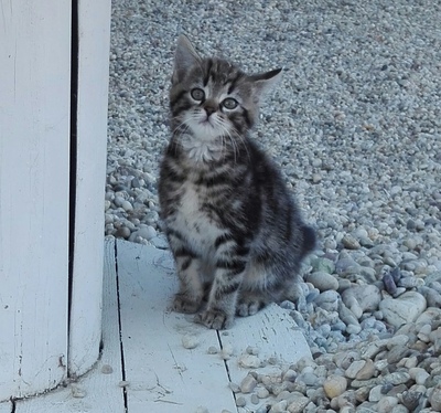 Babykatze, Hauskatze Jungtier - Kater
