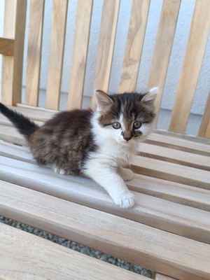 Babykatze, Hauskatze - Kater