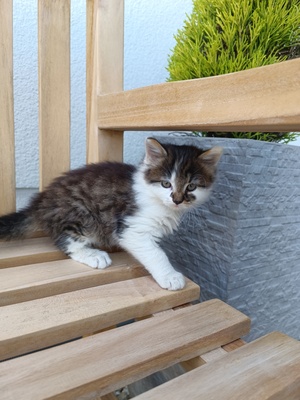 Babykatze, Hauskatze - Kater