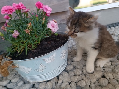 Babykatze, Hauskatze - Kater