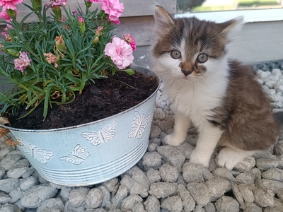 Babykatze, Hauskatze - Kater