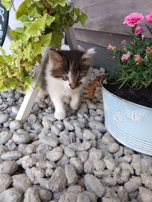 Babykatze, Hauskatze - Kater