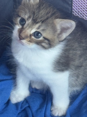 Babykatzen, Ekh und Französische Kater Jungtier - Katze