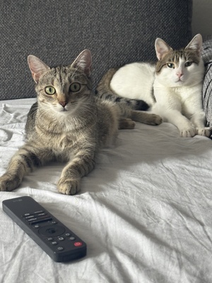 Babykatzen, Ekh und Französische Kater Jungtier - Katze