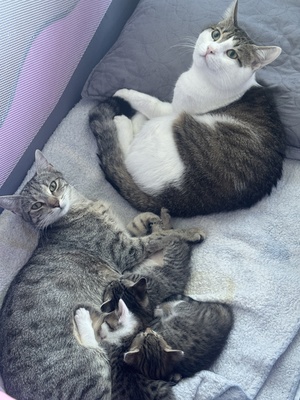 Babykatzen, Ekh und Französische Kater Jungtier - Katze