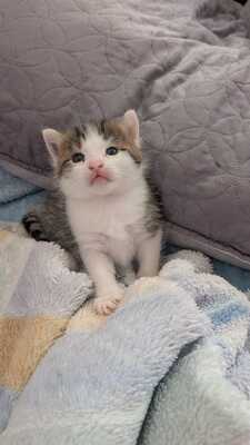 Babykatzen, Ekh und Französische Kater Jungtier - Katze