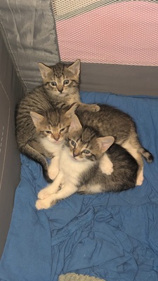 Babykatzen, Ekh und Französische Kater Jungtier - Katze
