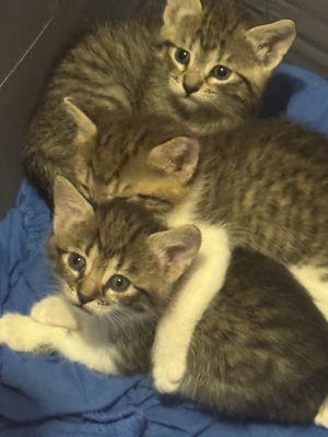 Babykatzen, Ekh und Französische Kater Jungtier - Katze