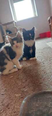 Babykatzen Jungtier - Kater