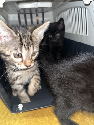 Babykatzen/ Kitten, Hauskatze /Britisch kurzhaar Jungtier - Kater