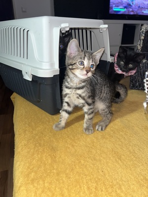 Babykatzen/ Kitten, Hauskatze /Britisch kurzhaar Jungtier - Kater