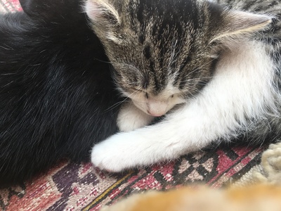 Babykatzen süss und verspielt Jungtier - Kater