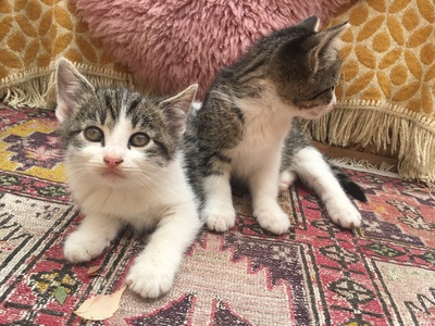 Babykatzen süss und verspielt Jungtier - Kater
