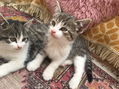 Babykatzen süss und verspielt Jungtier - Kater