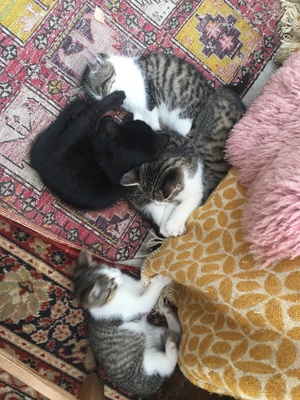 Babykatzen süss und verspielt Jungtier - Kater