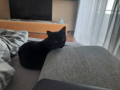 Bakira, Mischling Jungtier - Katze