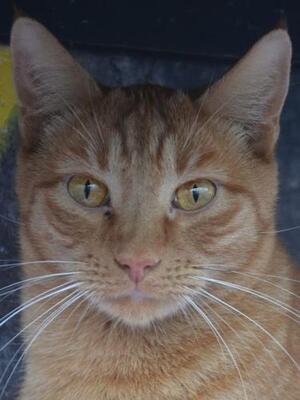 Baleares (geb. Aug. 2023) - EKH-Kater