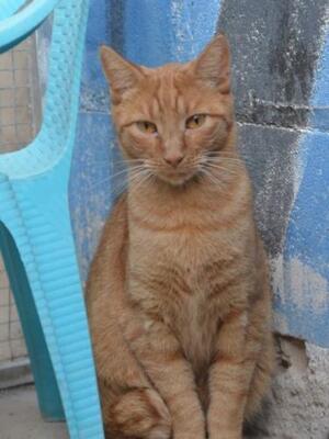 Baleares (geb. Aug. 2023) - EKH-Kater, EKH - Kater