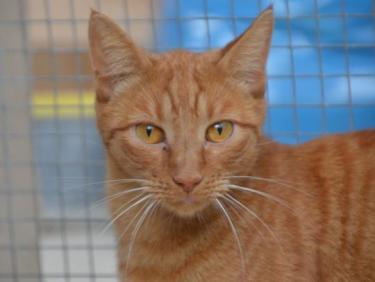 Baleares (geb. Aug. 2023) - EKH-Kater, EKH - Kater
