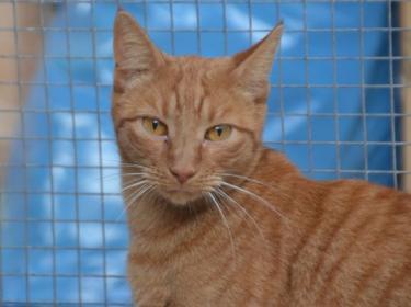 Baleares (geb. Aug. 2023) - EKH-Kater, EKH - Kater