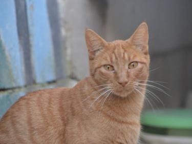 Baleares (geb. Aug. 2023) - EKH-Kater, EKH - Kater