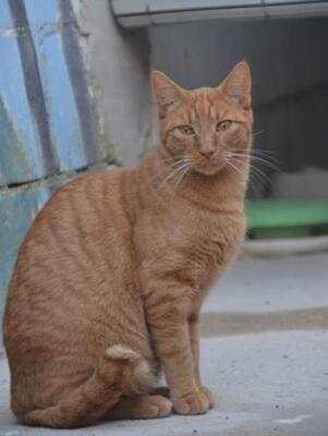Baleares (geb. Aug. 2023) - EKH-Kater, EKH - Kater