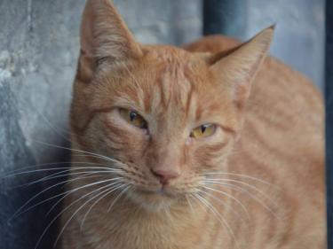 Baleares (geb. Aug. 2023) - EKH-Kater, EKH - Kater