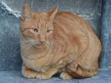 Baleares (geb. Aug. 2023) - EKH-Kater, EKH - Kater
