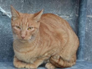 Baleares (geb. Aug. 2023) - EKH-Kater, EKH - Kater